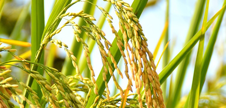 效價(jià)檢測(cè)