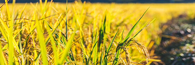 玉米淀粉檢測(cè)