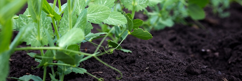 土壤修復用過氧化氫檢測